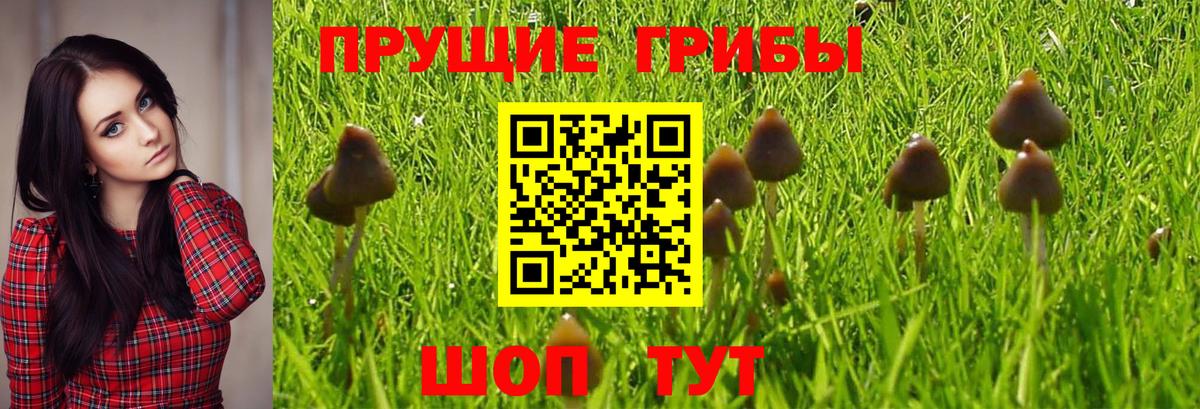 Псилоцибиновые грибы Cubensis Знаменск